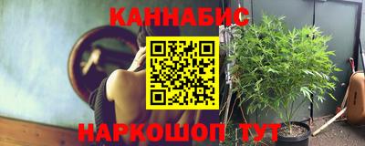 индика Кингисепп